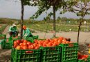 Convocatoria de trabajos para el Simposio de la ISHS del Tomate