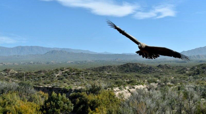 El Cóndor Andino logró su recuperación y el hábitat natural en el Área Protegida Pedernal en San Juan