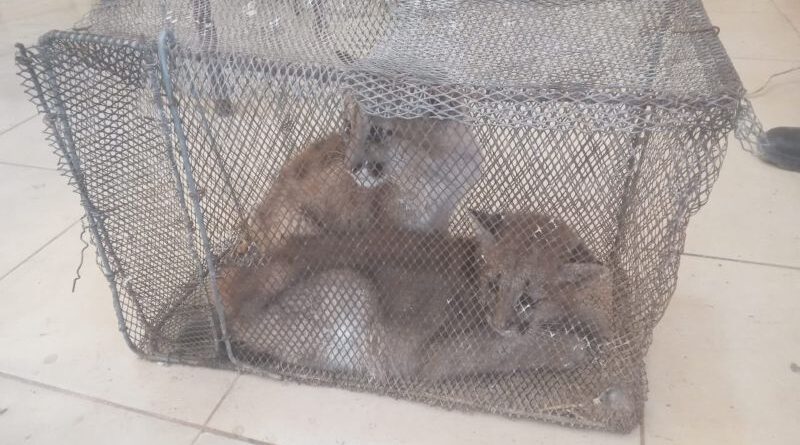 Rescataron del cautiverio doméstico a cachorros de puma en el Departamento Sarmiento de San Juan