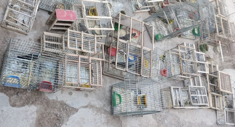 Se rescataron 45 aves silvestres y 4.000 kilos de leña en operativos de control en San Juan