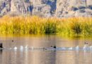 Ganadores del Concurso de Fotografía del Festival de las Aves en San Juan