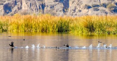 Ganadores del Concurso de Fotografía del Festival de las Aves en San Juan