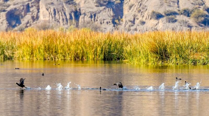 Ganadores del Concurso de Fotografía del Festival de las Aves en San Juan